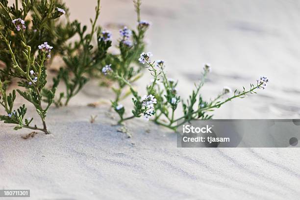Foto de Flores Do Deserto e mais fotos de stock de Areia - Areia, Beleza natural - Natureza, Crescimento