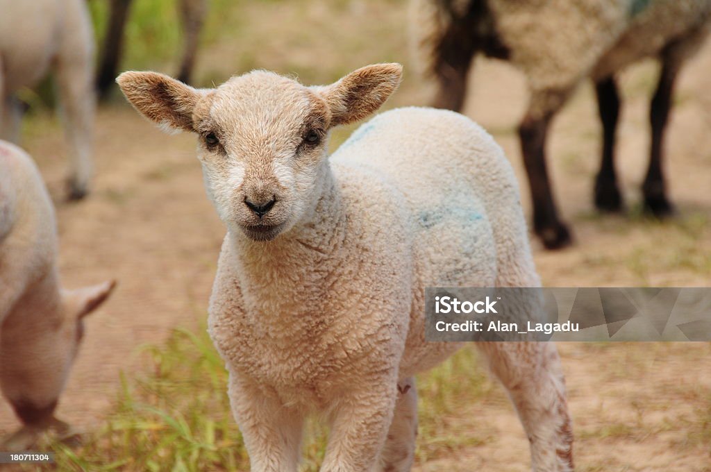 De cordero, U. K. - Foto de stock de Agricultura libre de derechos