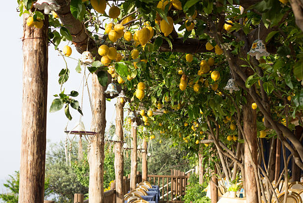 A restaurant under a lemon grove overlooking the Tyrrhenian Sea on the Amalfi Coast