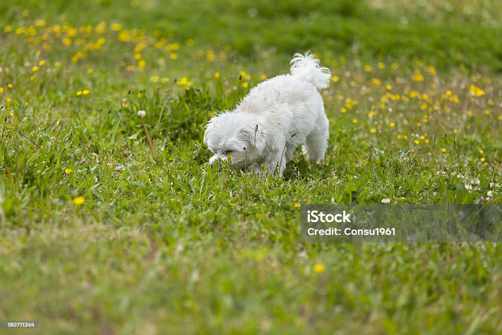 Oler - Foto de stock de Aire libre libre de derechos