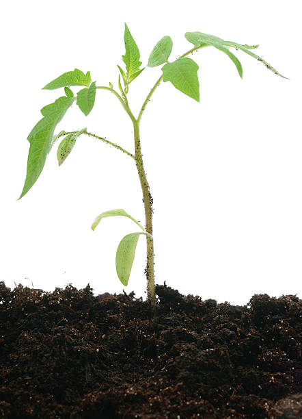 istock Young tomato plant in dirt isolated on white 180711416