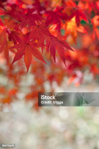 Rosso Foglie Di Acero Giapponese In Autunno - Fotografie stock e altre immagini di Acero - Acero, Acero giapponese, Albero