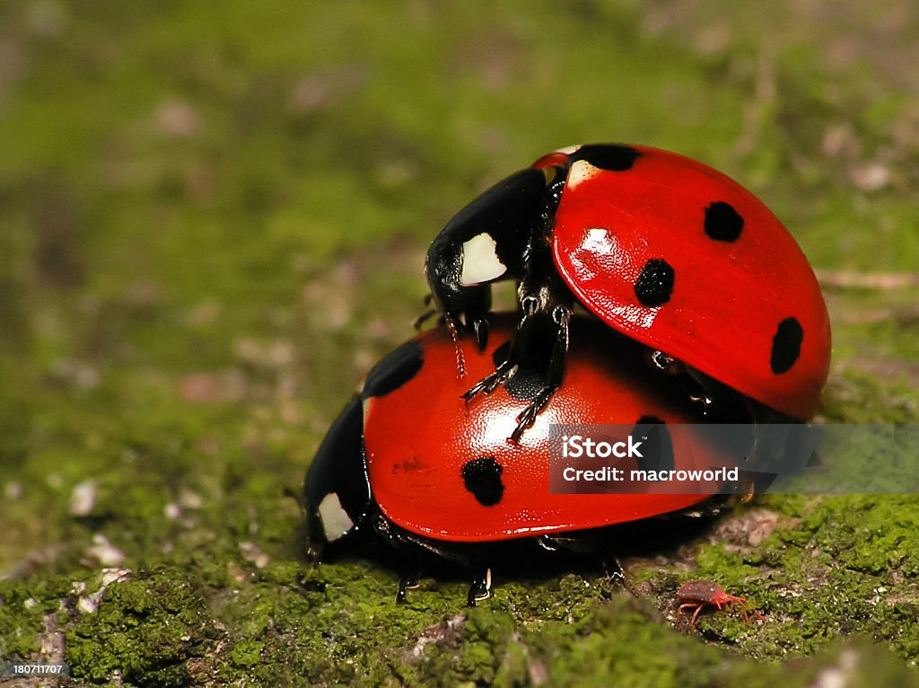 Paire de Ladybugs - Photo de Accouplement animal libre de droits