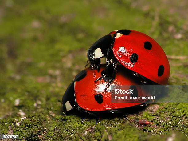 Photo libre de droit de Paire De Ladybugs banque d'images et plus d'images libres de droit de Accouplement animal - Accouplement animal, Antennes, Coccinelle