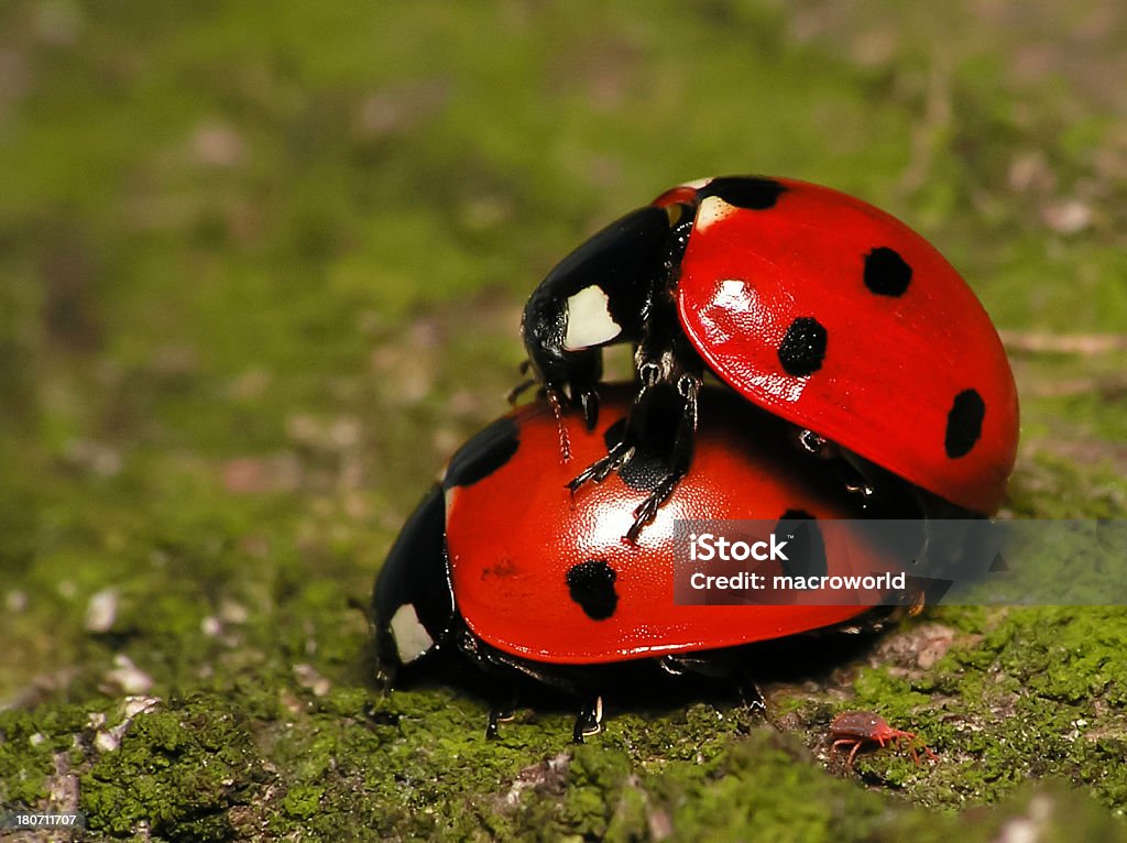 쌍의 Ladybugs - 로열티 프리 검은색 스톡 사진