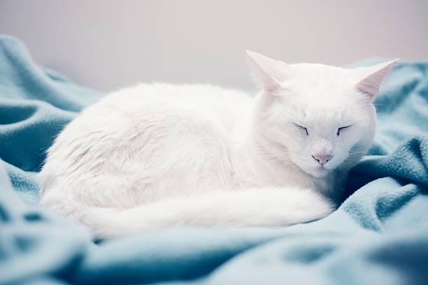 A lovely white domestic cat takes a nap on a pastel blue coloured blanket.