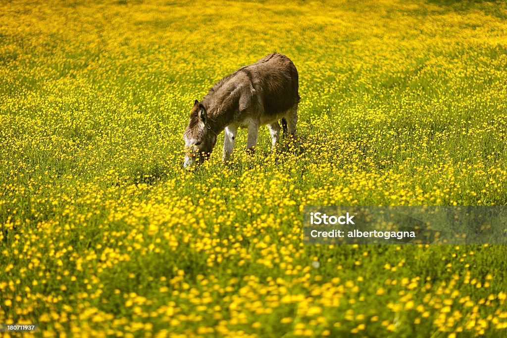 Burro - Foto de stock de Amarelo royalty-free