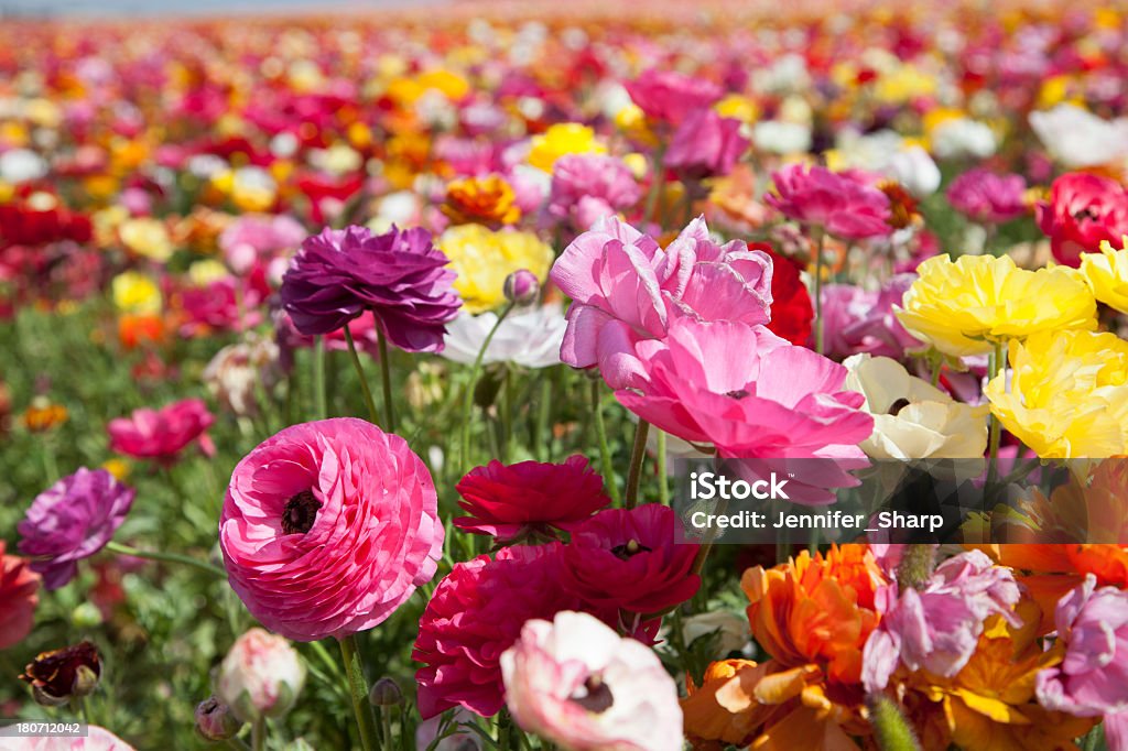Campo de flores de ranúnculo - Foto de stock de Ranúnculo libre de derechos