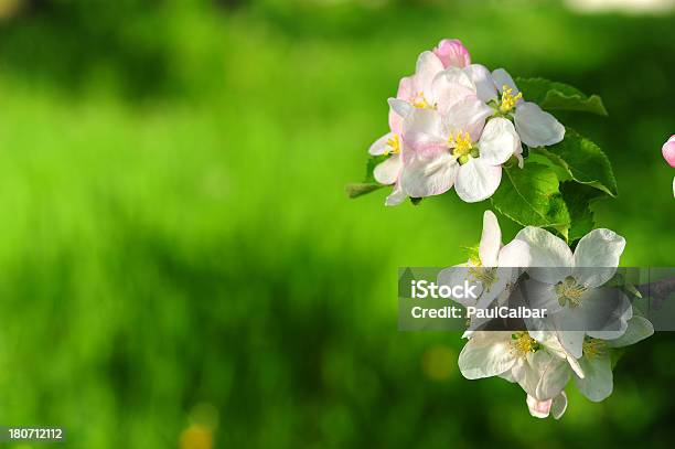 Frühling Orchard Stockfoto und mehr Bilder von Apfel - Apfel, Apfelbaum, Blume