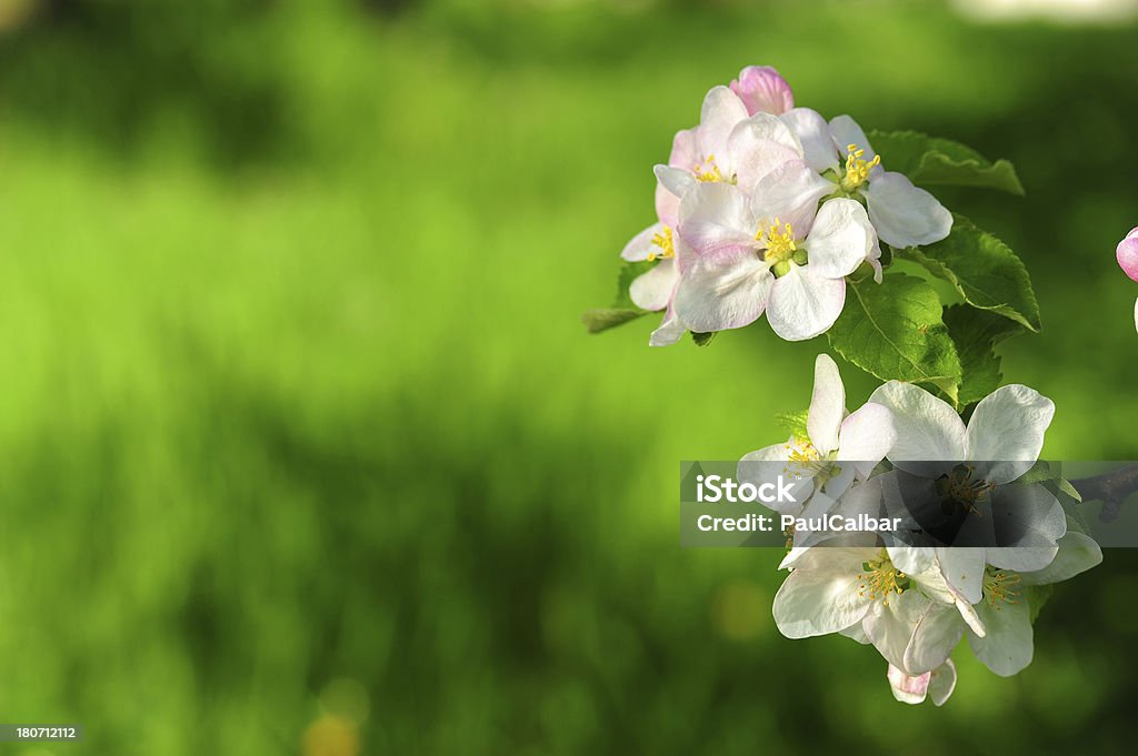 Весенний сад - Стоковые фото Без людей роялти-фри