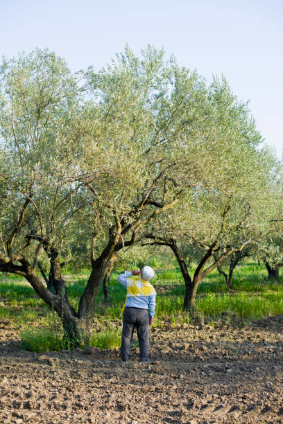 istock Mediterranean Senior Agriculturist 180712163