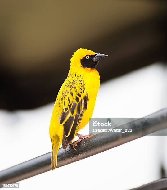 Photo libre de droit de Tisserin À Tête Rousse banque d'images et plus d'images libres de droit de Afrique - Afrique, Animal mâle, Animaux de safari