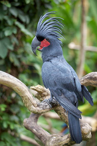 istock Palm Cockatoo Parrot 180712279