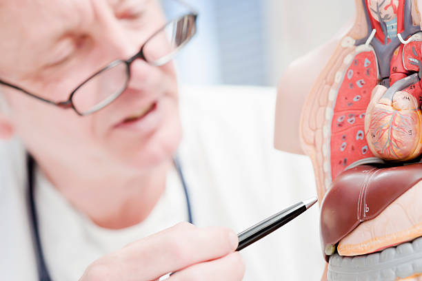 Doctor pointing at liver stock photo