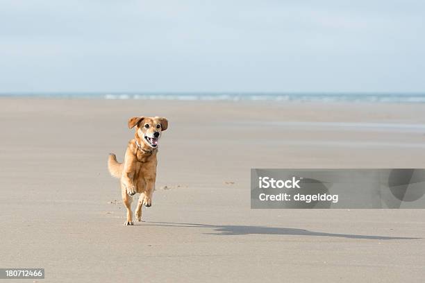 Spaß In Der Sonne Stockfoto und mehr Bilder von Hund - Hund, Strand, Rennen - Körperliche Aktivität