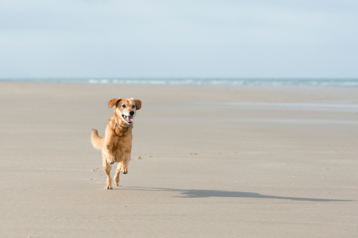 Brown dog running happily along the beach (with a big smile)