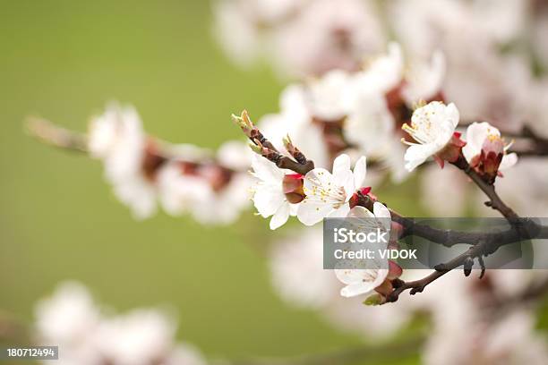 Flores De Damasco - Fotografias de stock e mais imagens de Flor de Damasqueiro - Flor de Damasqueiro, Abril, Alperceiro