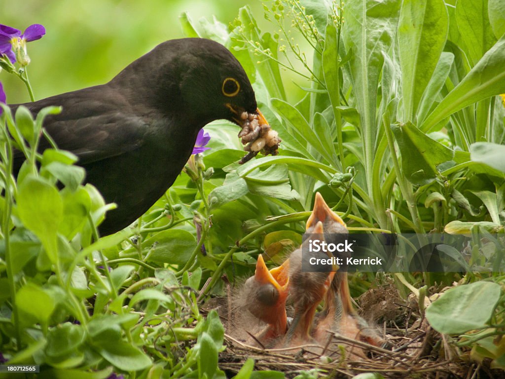 Blackbird bambini e worm da padre - Foto stock royalty-free di Merlo