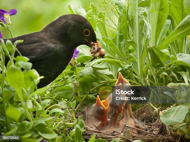Blackbird Bambini E Worm Da Padre - Fotografie stock e altre immagini di Merlo - Merlo, Merlo americano - Uccello, Verme