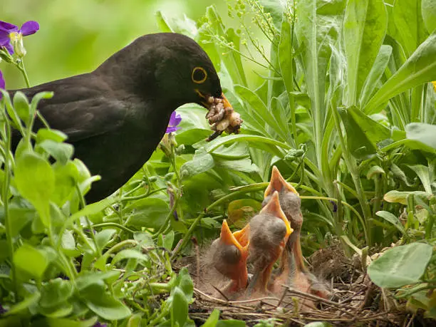 7 days old blackbird babies and their father in the nest. With a lot of worms... Motion blur on the middle baby.