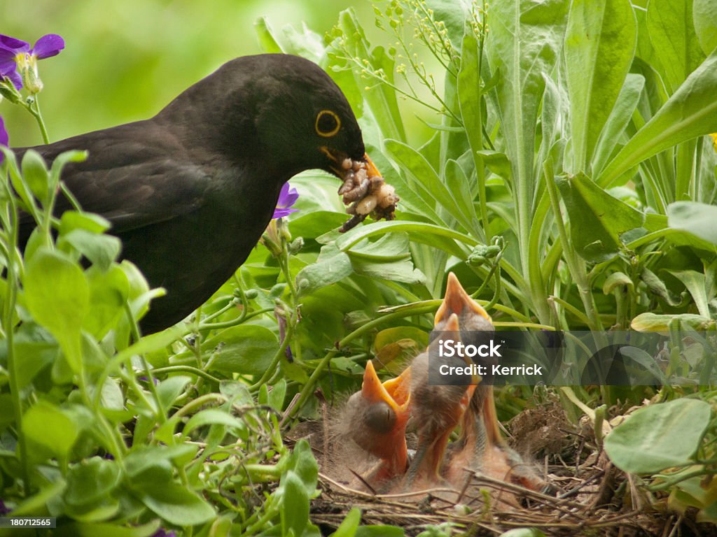 Blackbird bebês e minhoca do pai - Foto de stock de Turdus Merula royalty-free