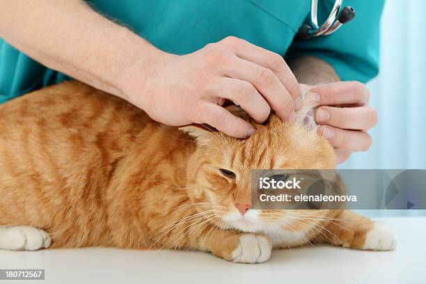 Vet And Cat Stock Photo - Download Image Now - 30-39 Years, Adult, Adults Only