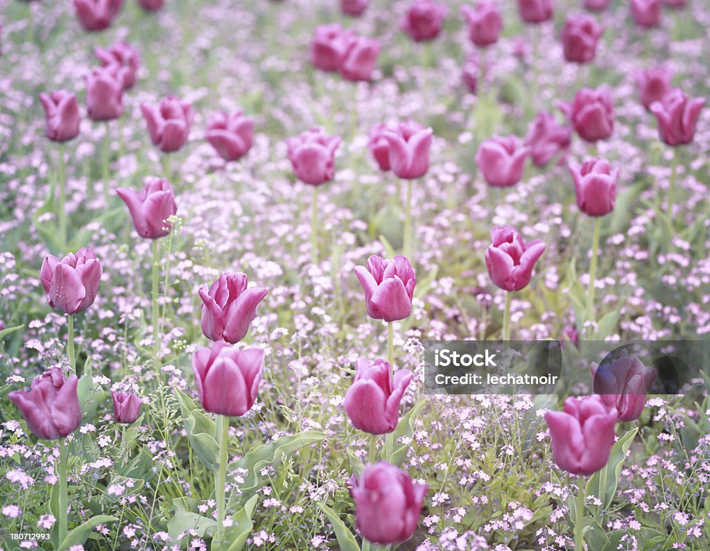 En tonos Pastel campo de tulipanes - Foto de stock de Onírico libre de derechos