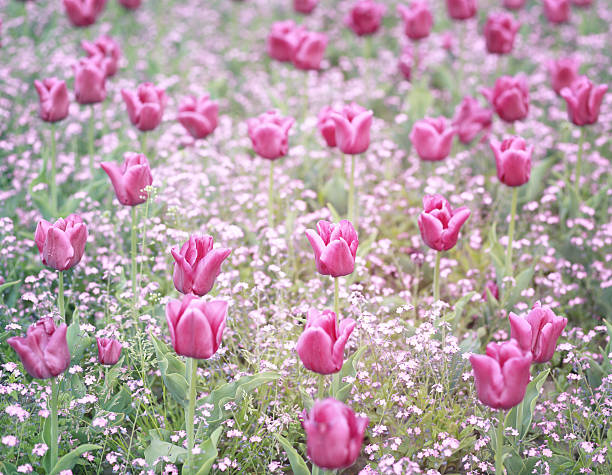 Pastel vintage toned field of violet tulips.