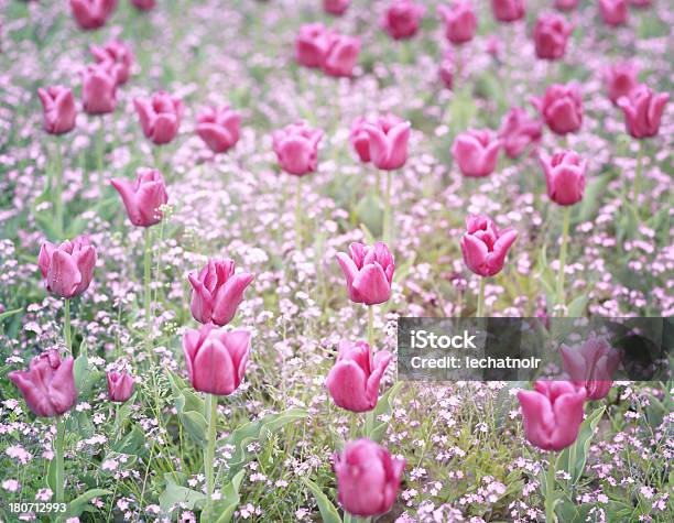 Tons Pastel Campo De Túlipas - Fotografias de stock e mais imagens de Onírico - Onírico, Roxo, Sonhar Acordado