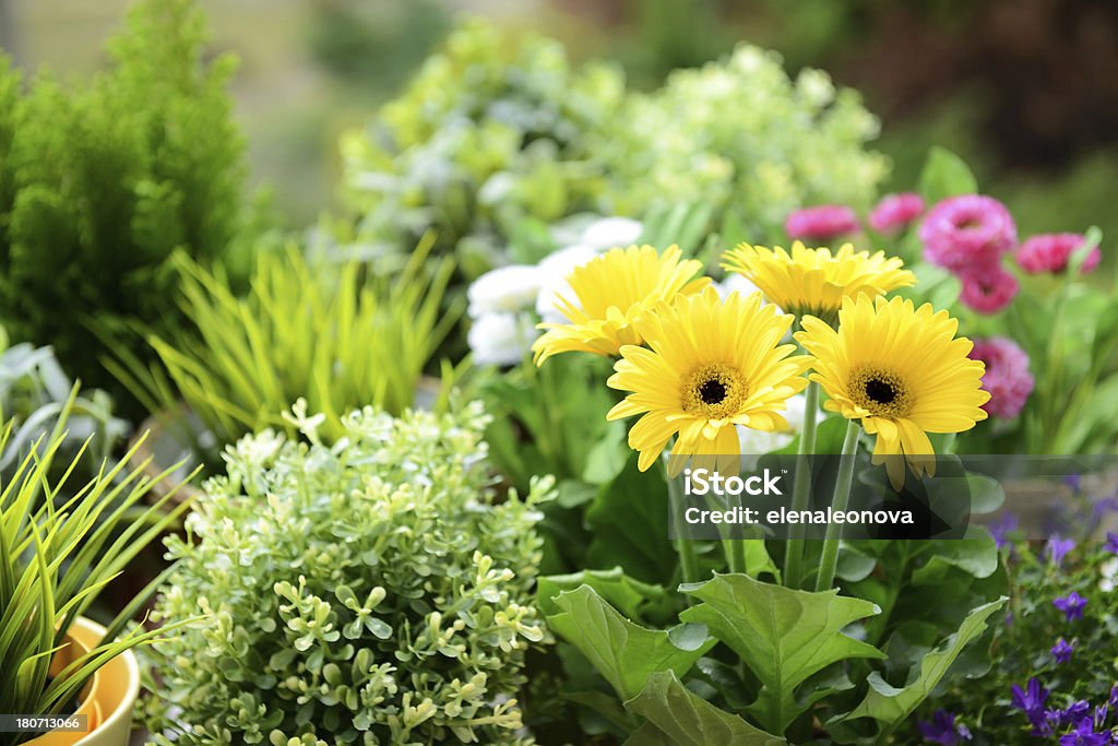 Plantas de - Royalty-free Gérbera Foto de stock