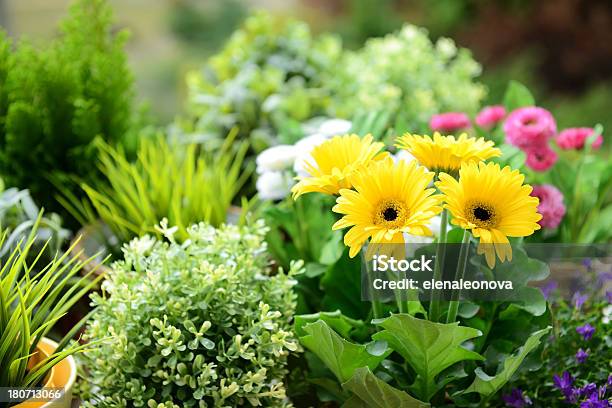 Plantas De - Fotografias de stock e mais imagens de Gérbera - Gérbera, Planta de vaso, Agricultura