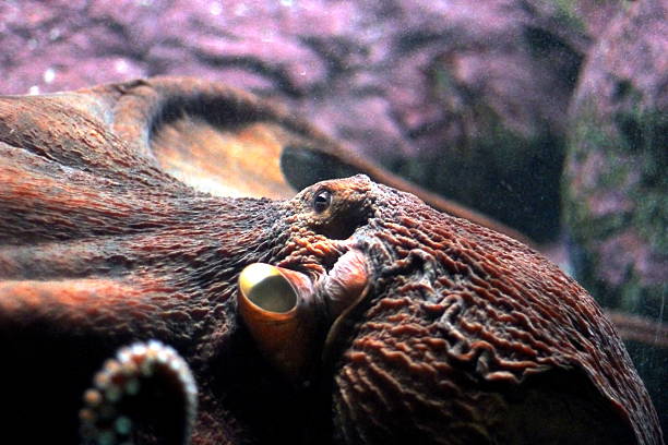 istock Eye of the Octopus 180713072