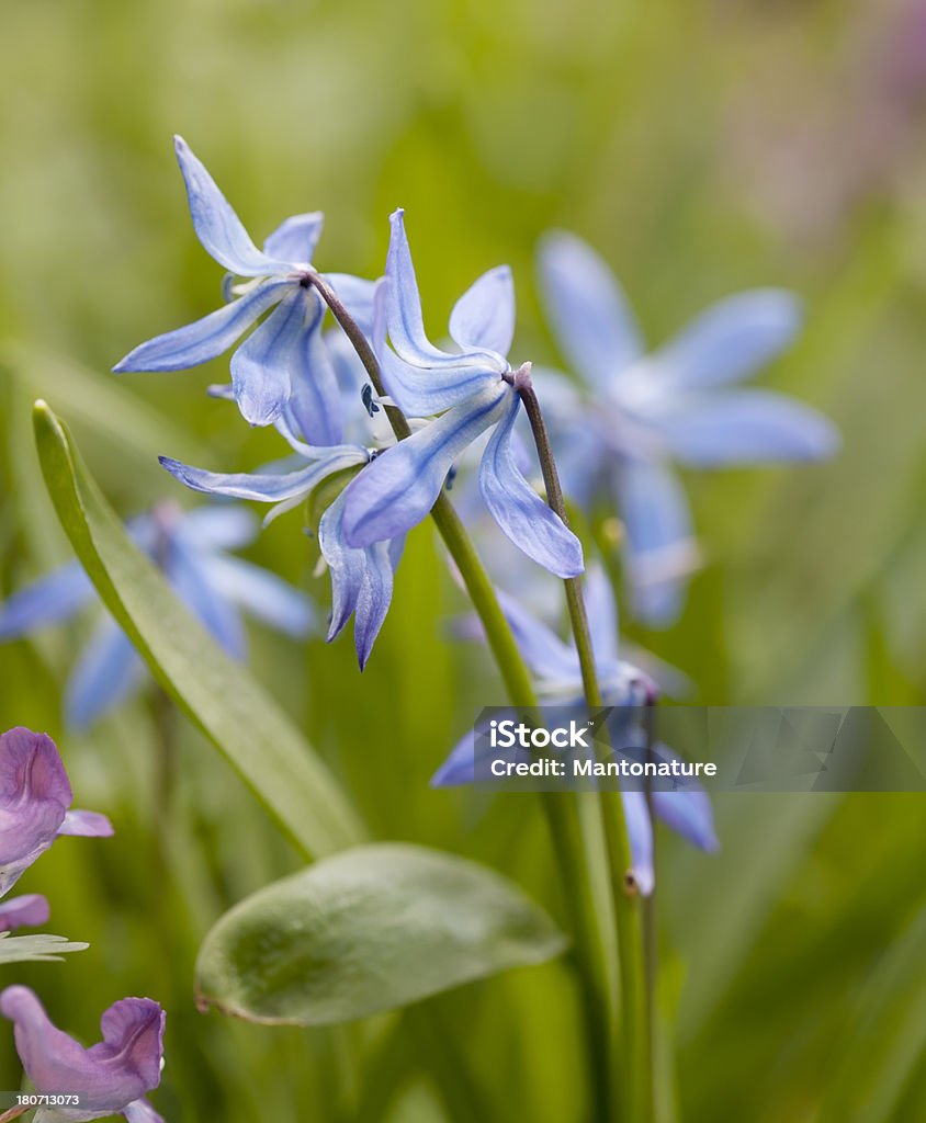 Gloire de la neige (Chionodoxa siehei) - Photo de Gloire des neiges libre de droits