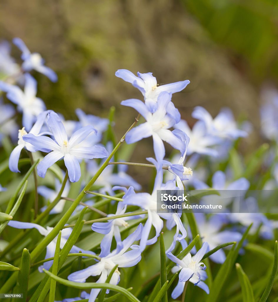 Слава в снегу (Chionodoxa siehei) - Стоковые фото Scilla luciliae роялти-фри