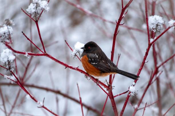 istock Winter Sentinel: A Spotted Towhee Perched Amidst Snowy Branches 1807132274