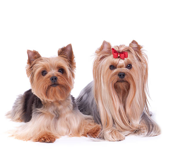 istock Two Yorkshire Terriers laying isolated on white 180713242