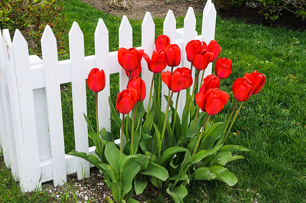 istock Tulips along the Fence 180713290