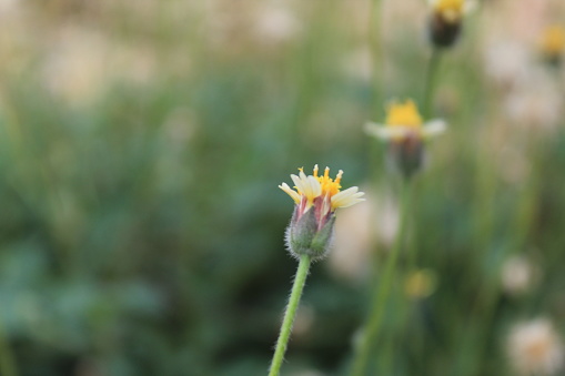 Closed up view of Tridax Procumbens (coatbuttons) flowers