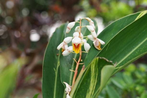 istock Shell ginger flower ( alpinia zerumbet ) in the park 1807133860