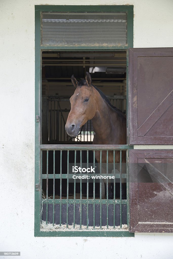 cavallo - Foto stock royalty-free di Animale