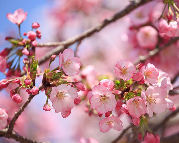 Cerisiers en fleurs du Tidal Basin, Washington, D.C. - Photo