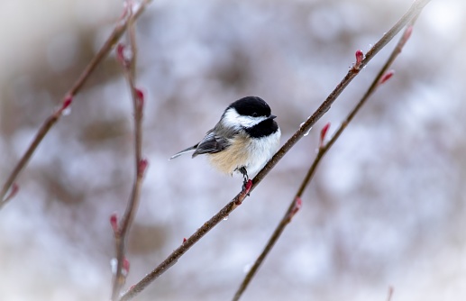 This captivating image features a charming Black-capped Chickadee perched delicately on a slender branch amidst a snowy scene. The bird's distinct black and white coloring stands out against the soft, blurred background, highlighting the quiet beauty of nature in winter. An ideal choice for those looking to add a touch of serene wildlife to their projects or collections.