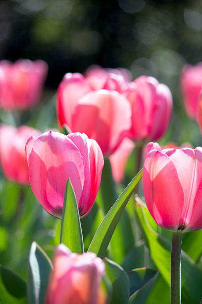 Spring Tulips stock photo