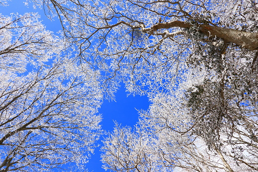 winter landscape with white trees reflecting in the water