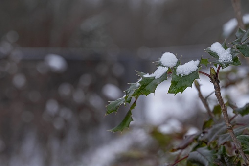 snowy tree, Queen Elizabeth Park, Vancouver, BC, Canada