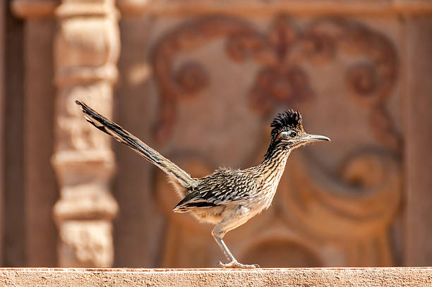 Roadrunner on a Ledge stock photo