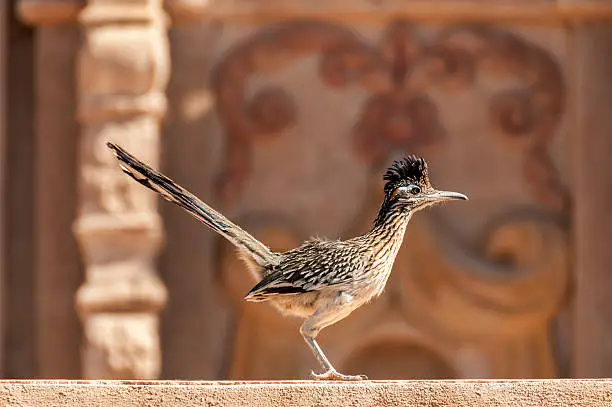 "A roadrunner standing on a ledge.  A full profile view.  Image captured near Tucson, Arizona, USA."