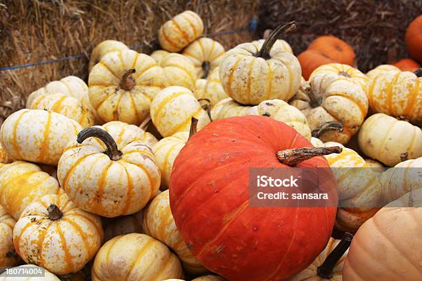 Pumpkins Foto de stock y más banco de imágenes de Aire libre - Aire libre, Alimento, Amarillo - Color
