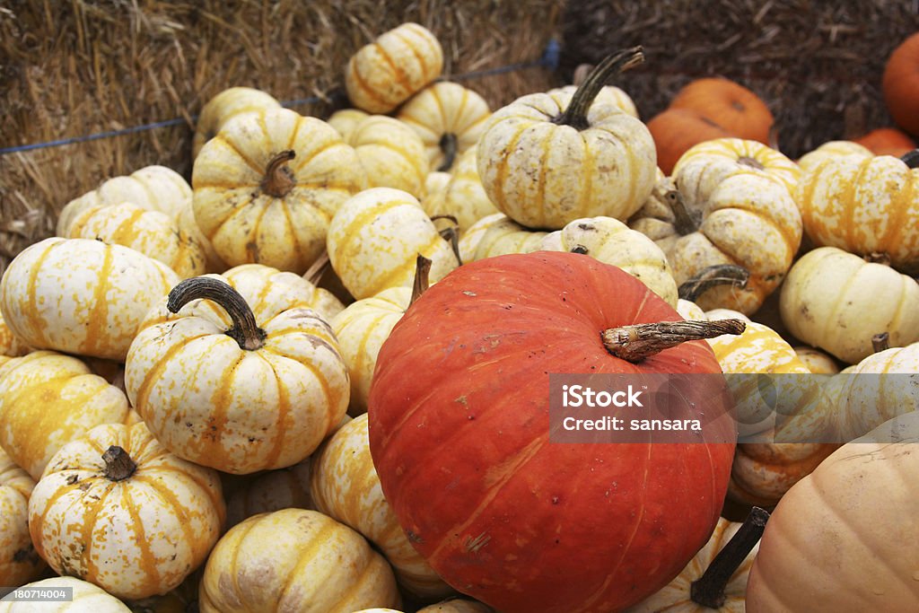 Pumpkins - 로열티 프리 0명 스톡 사진