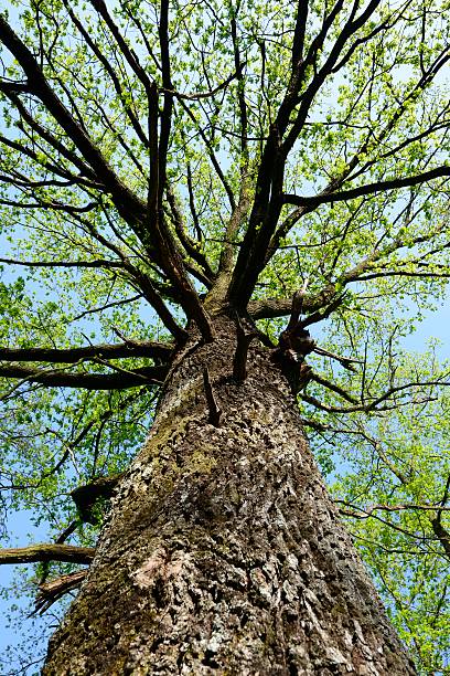 istock Oak tree at the begining of spring season 180714114